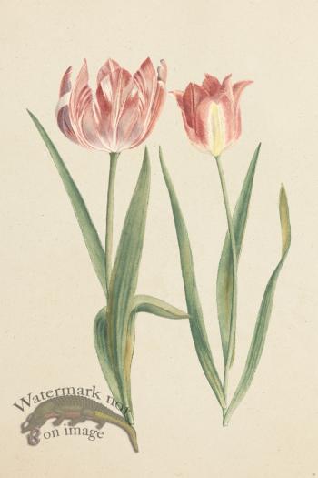 Blomboken 029